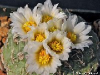 Strombocactus disciformis v. jarmilae ©J.Menzel.jpg